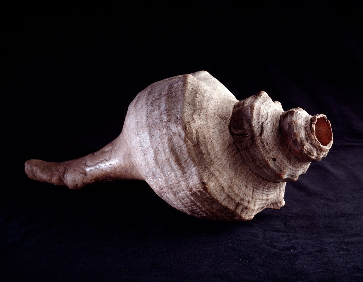 Předkolumbijské umění, mayská civilizace, klasické období: mořská mušle používaná jako hudební nástroj (trubka). z Uaxactunu v Guatemale. Ztlumit. 19,2x41,5 cm Guatemala, Museo Nazionale di Archeologia e Etnologia - Předkolumbovské umění, Mayská civilizace od Mayan Mayan