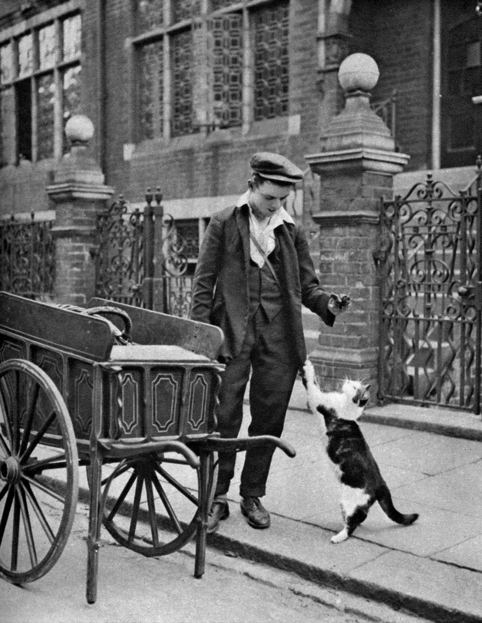 Cats meat man, Londýn, 1926-1927 od McLeish