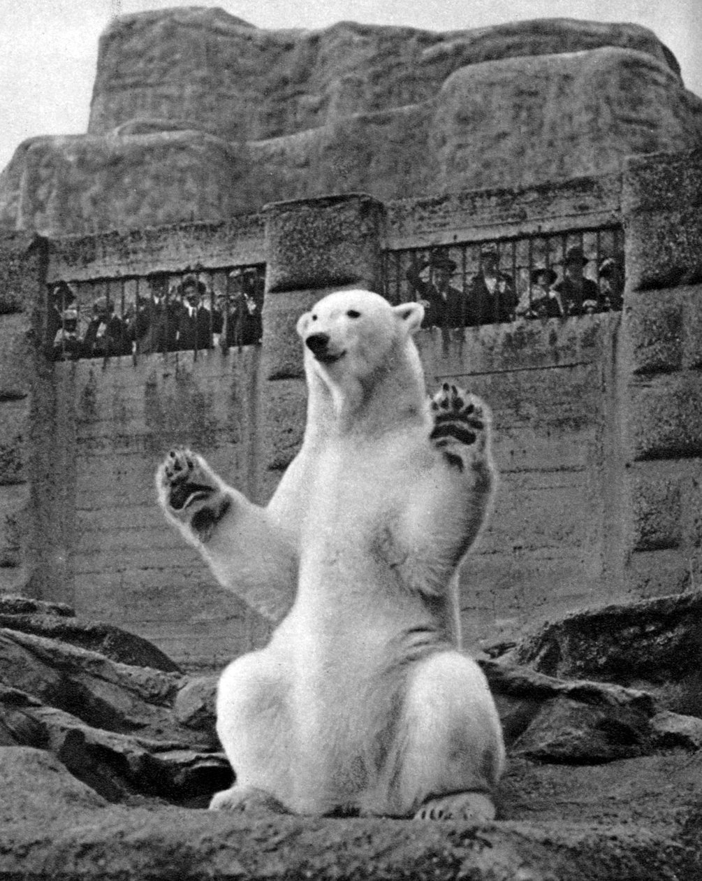 Lední medvěd na Mappin Terrace v londýnské zoo, 1926-1927 od McLeish