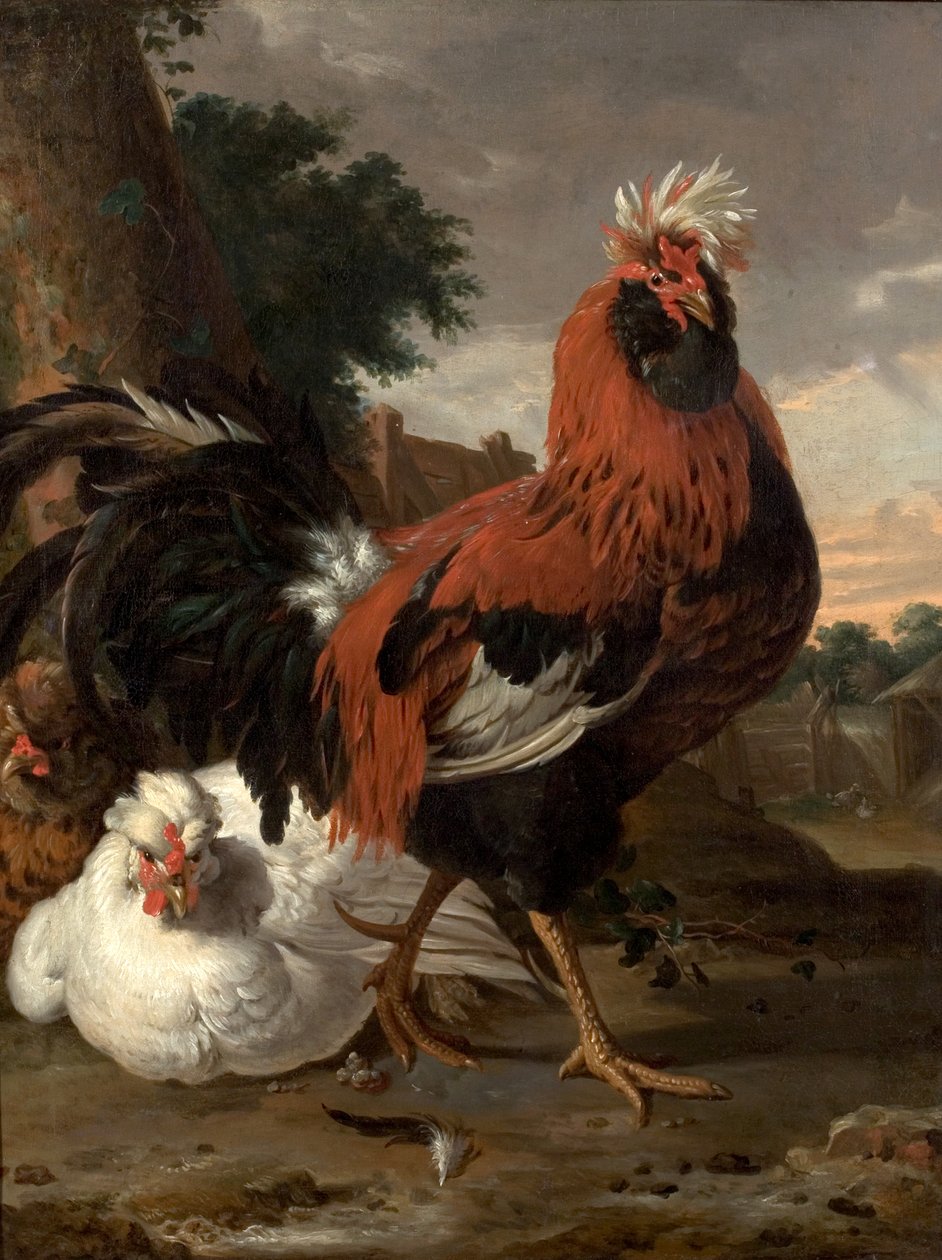 Slepice od Melchior de Hondecoeter