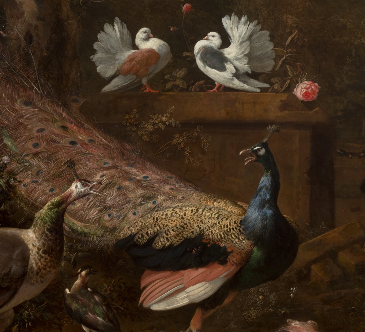 Detail z Menagerie, kolem roku 1680 od Melchior de Hondecoeter
