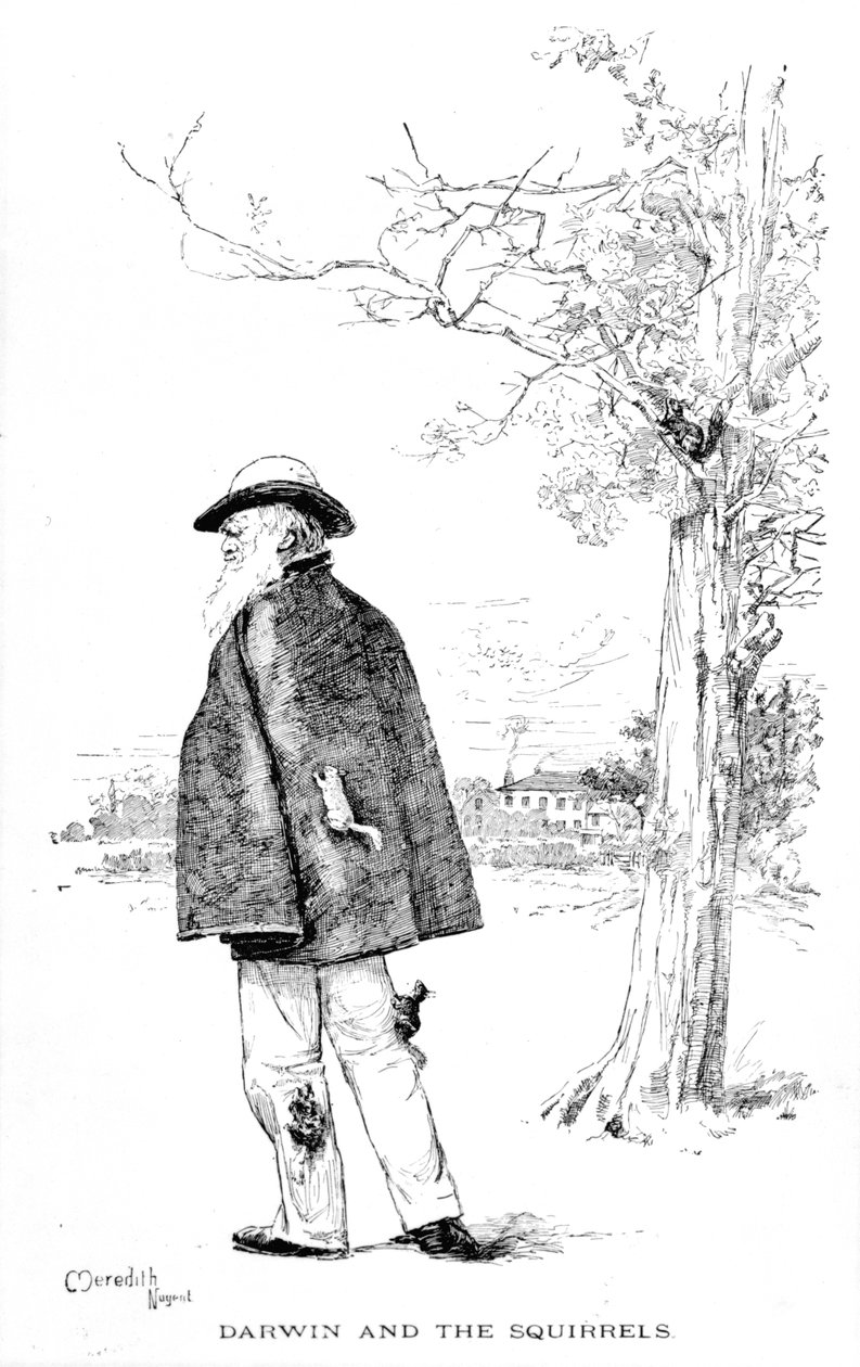 Darwin a veverky, ilustrace z knihy Charles Darwin, His Life and Work od Charlese Fredericka Holdera, 1899. od Meredith Nugent