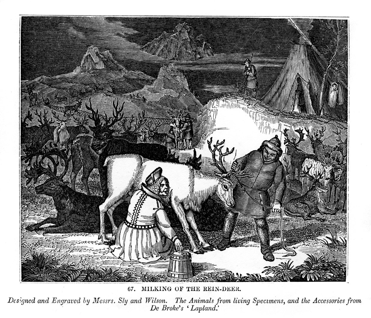 Dojení sobů, 1843 od Messrs Sly and Wilson
