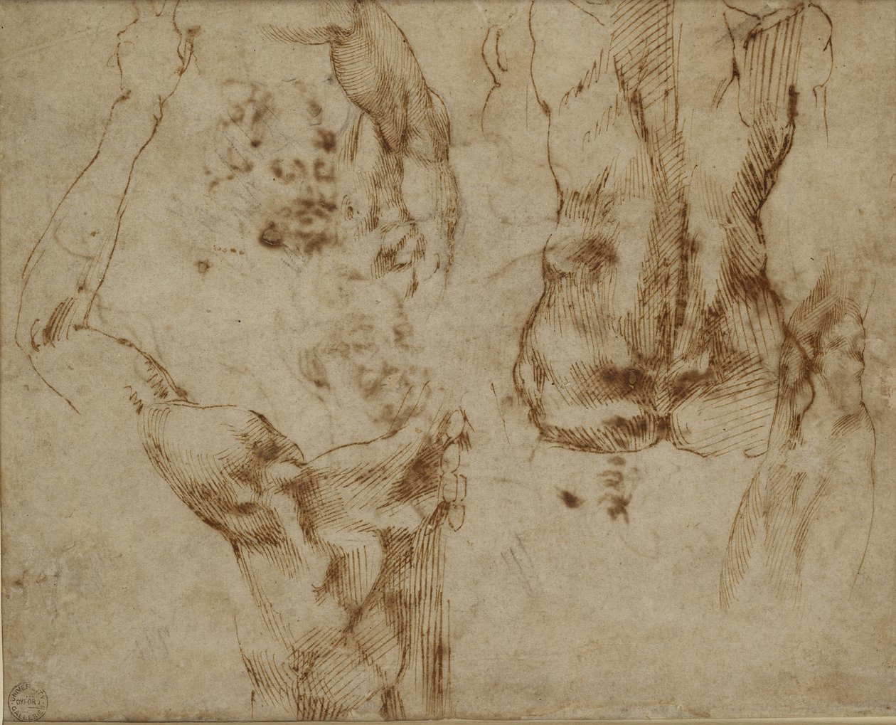 Studie zad a ramen od Michelangelo Buonarroti