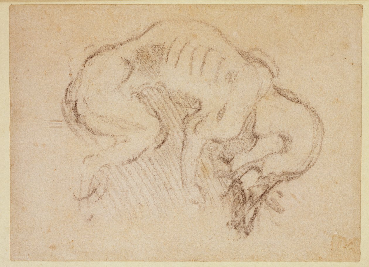 Studie psa (uhel na papíře) (recto) od Michelangelo Buonarroti