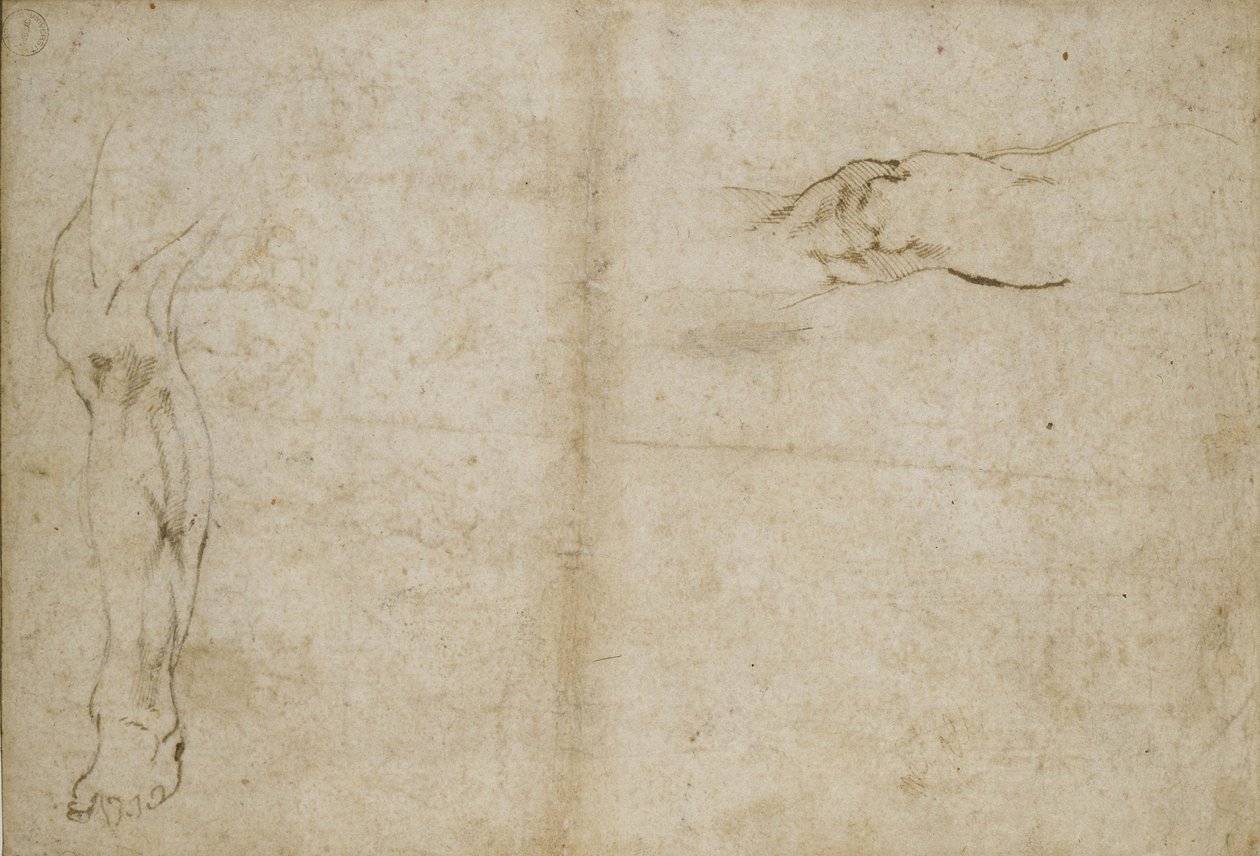 Studie lidské nohy, 16. století od Michelangelo Buonarroti