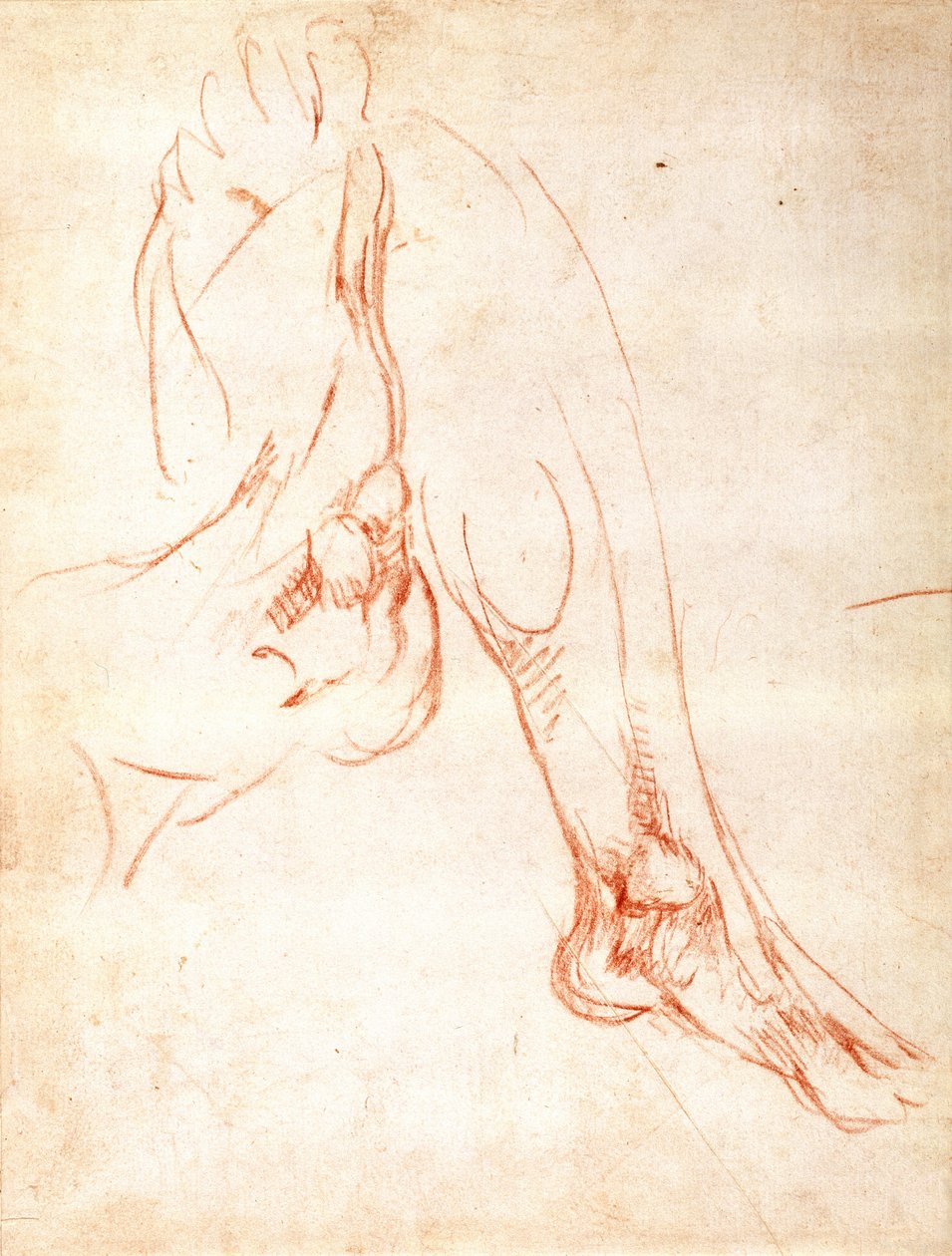 Studie bérce a chodidla (červená křída na papíře) (recto) od Michelangelo Buonarroti