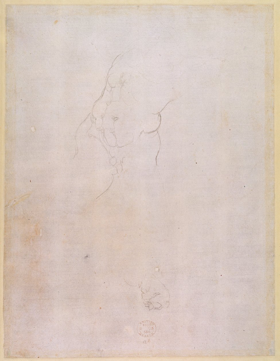 Studie mužského trupu (verso) (pro recto viz 192512) od Michelangelo Buonarroti