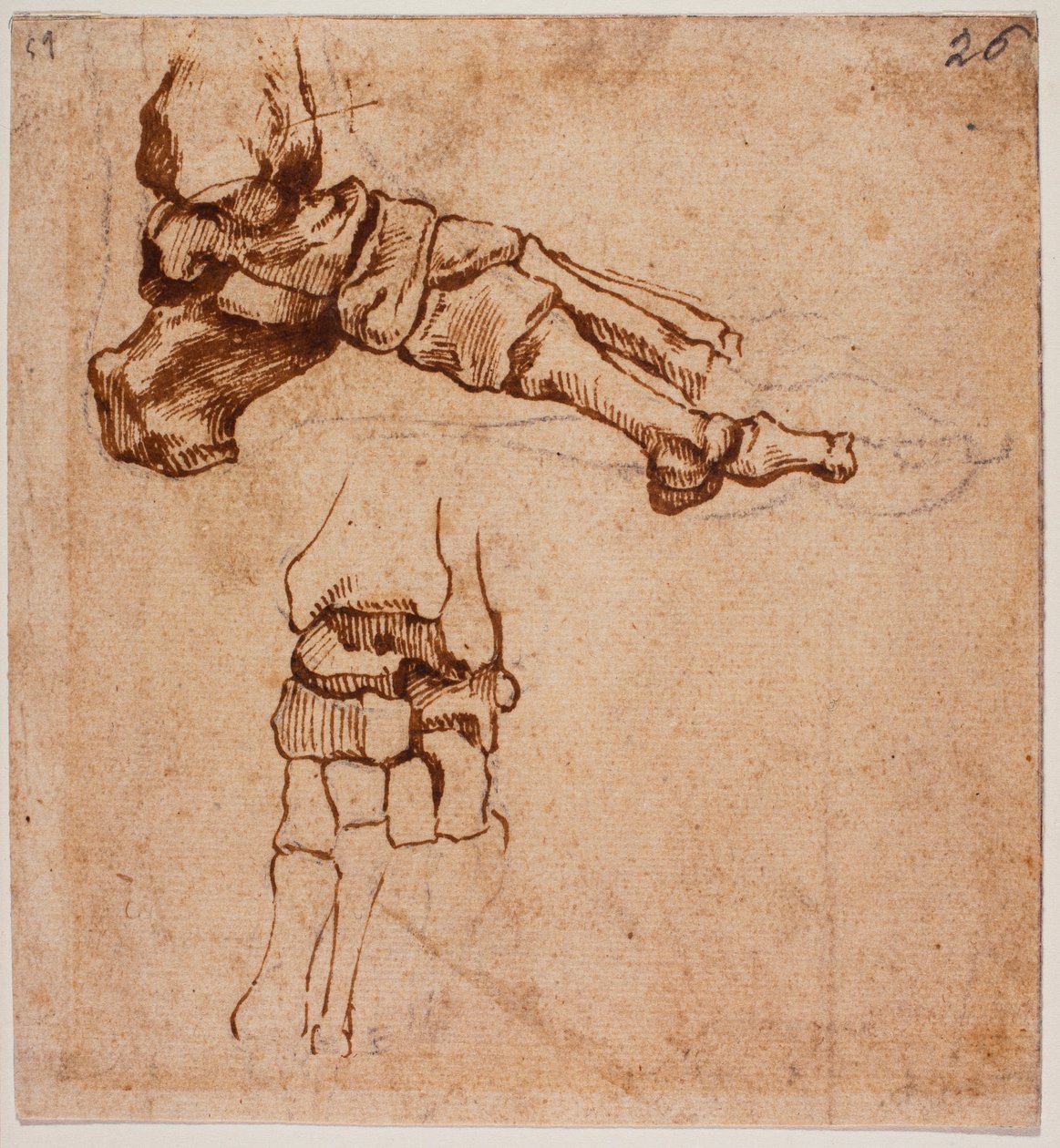 Anatomická studie chodidla od Michelangelo (after) Buonarroti