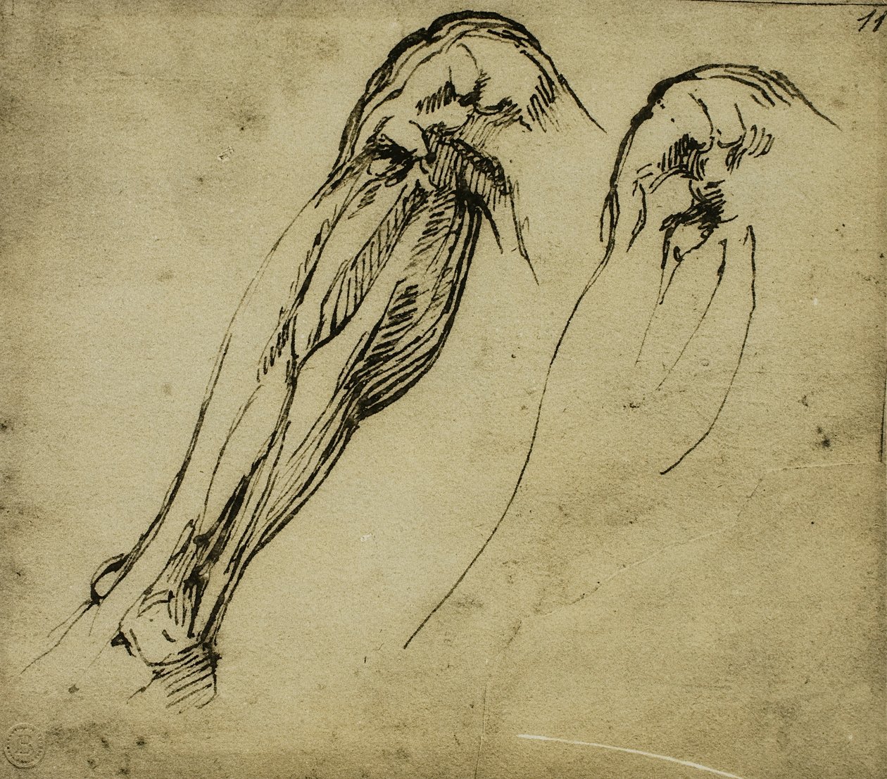Anatomické studie nohy, kresba Michelangelo. Casa Buonarroti, Florencie od Michelangelo Buonarroti