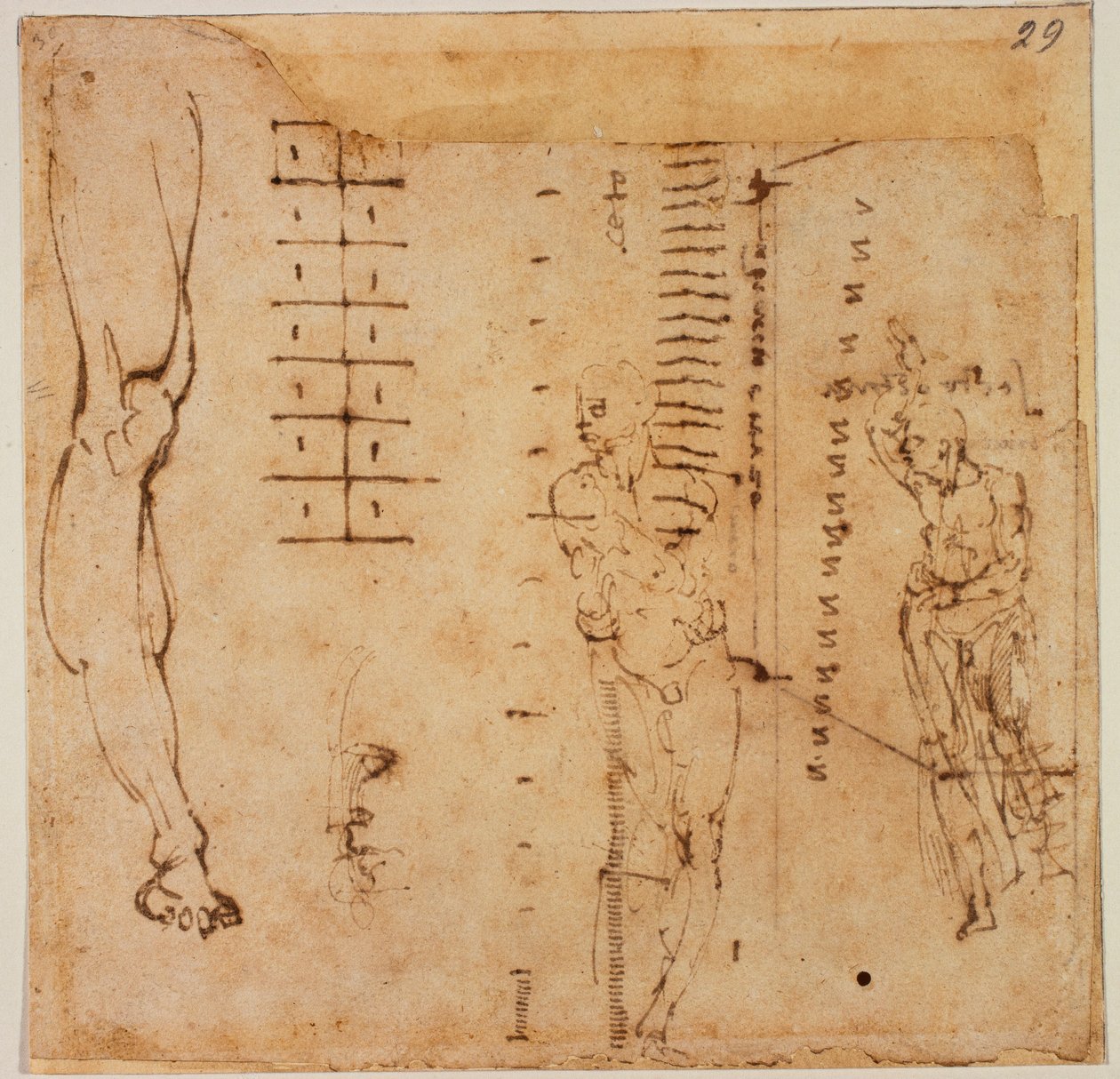 Obrázkové studie od Michelangelo Buonarroti
