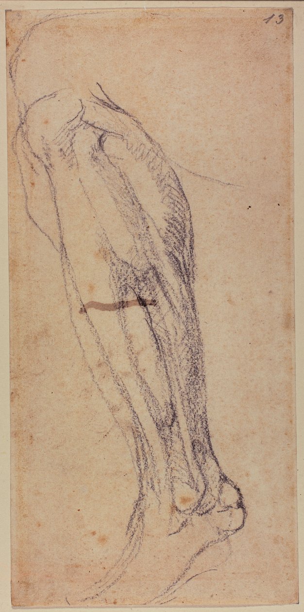 Studie nohou od Michelangelo Buonarroti