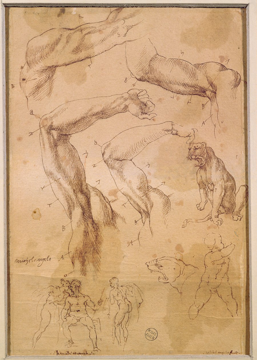 Ms H 184 fol.202 Studie vztyčených paží, divoké kočky a skupiny postav od Michelangelo Buonarroti