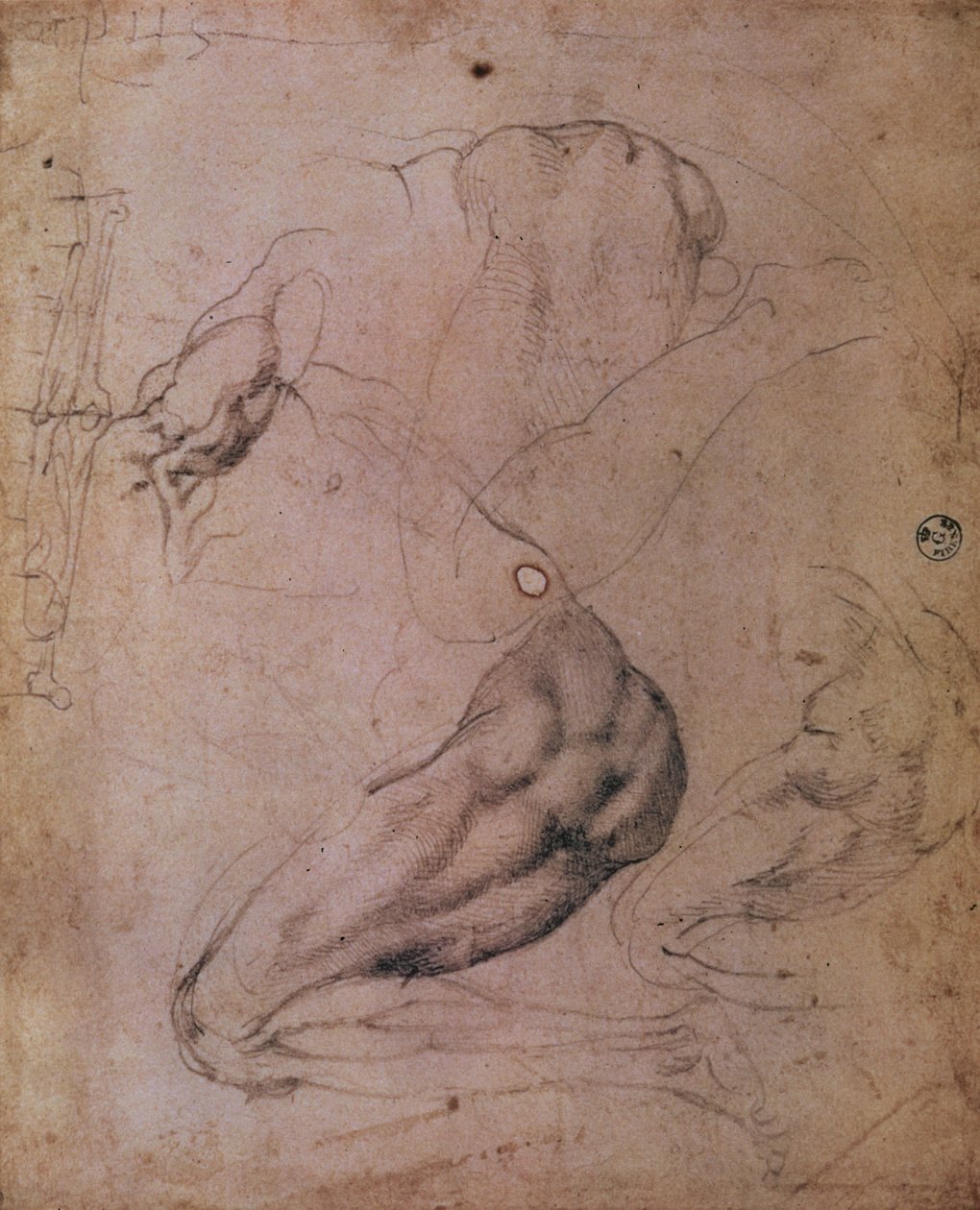 Strop Sixtinské kaple (1508-12): skici postavy Evy ze scény Dědičného hříchu (uhl na papíře) od Michelangelo Buonarroti
