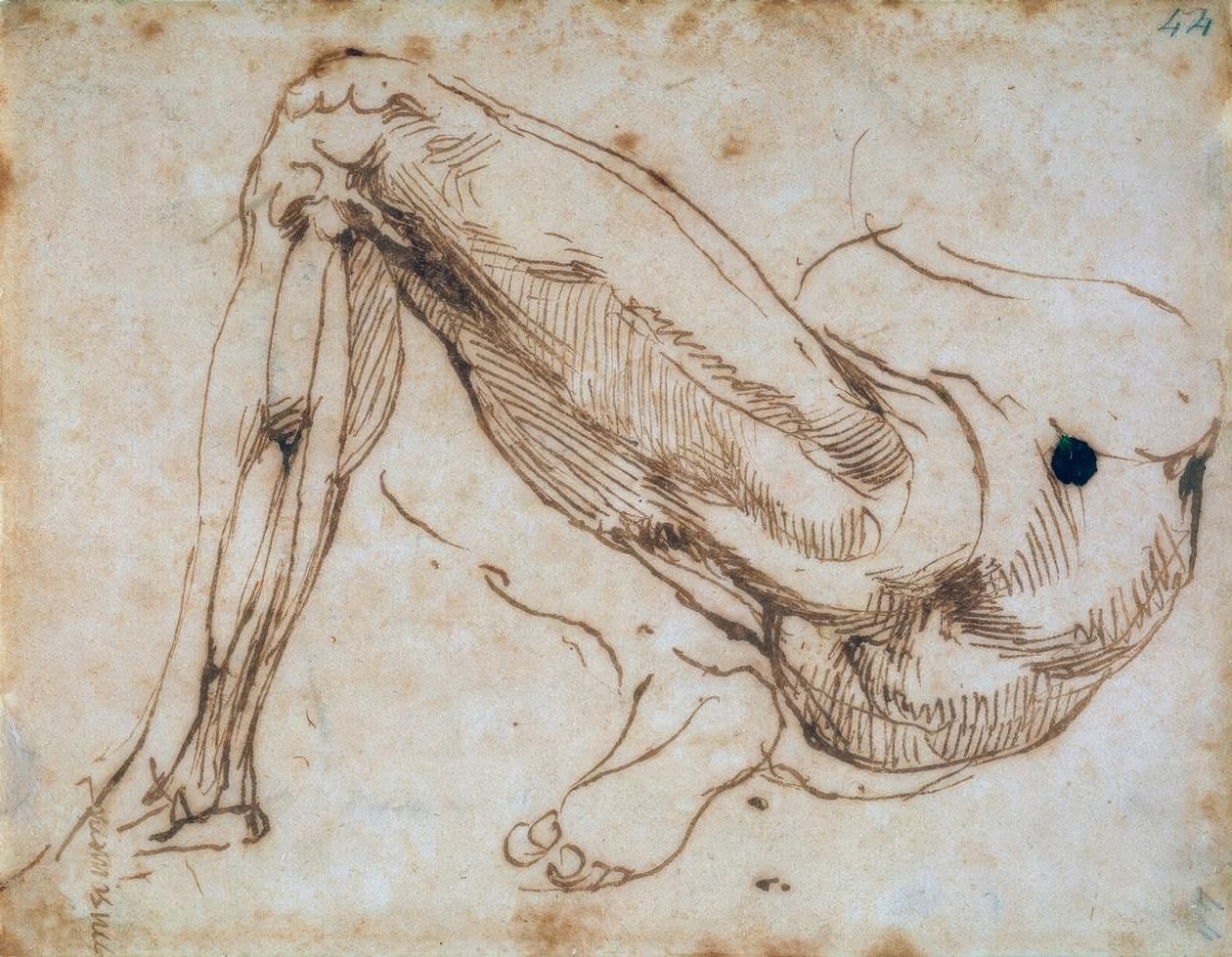 Studie nohy od Michelangelo Buonarroti