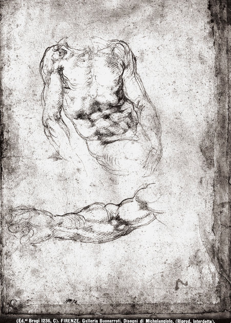 Studie mužského trupu a paže od Michelangelo Buonarroti