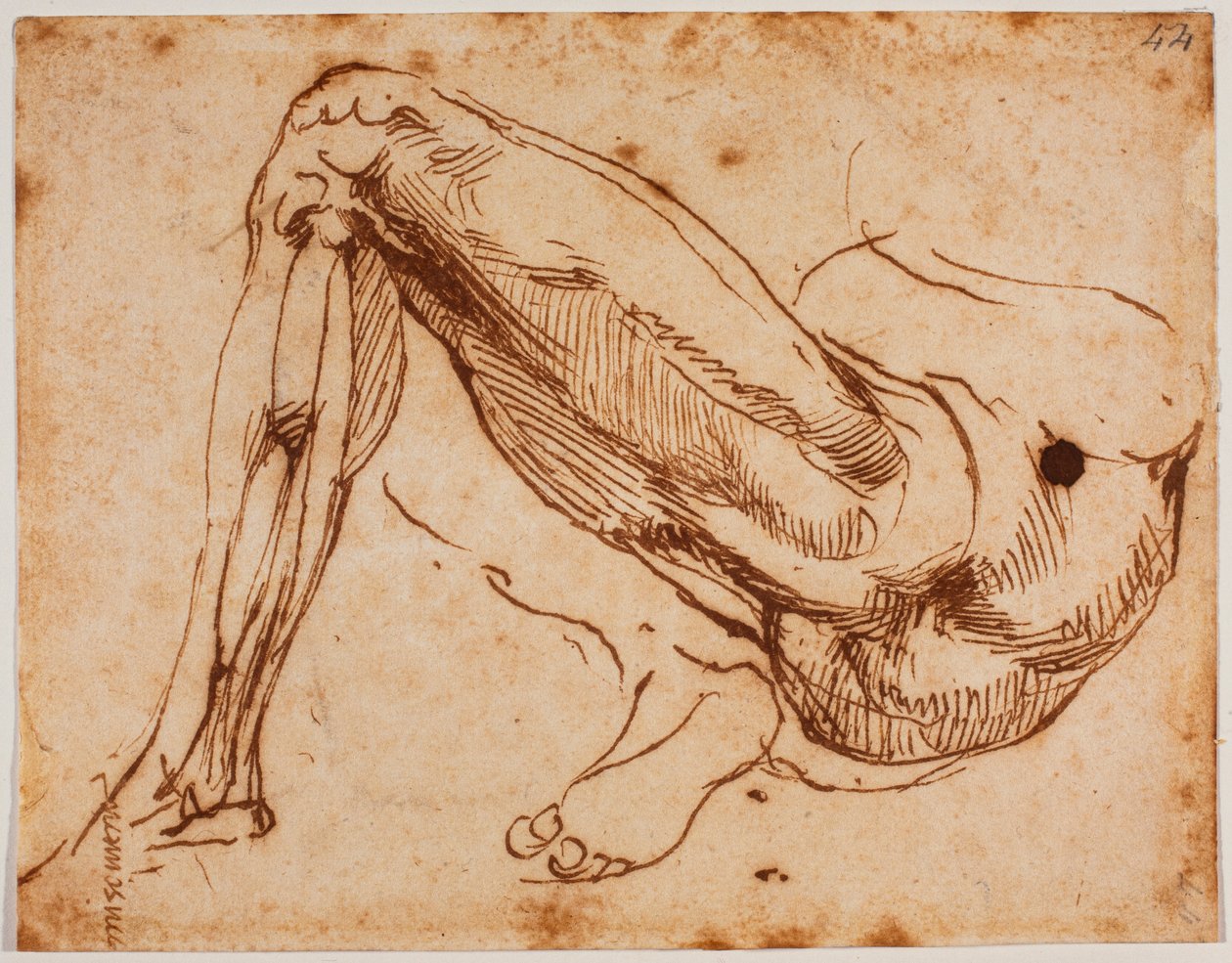 Studie nohou od Michelangelo Buonarroti