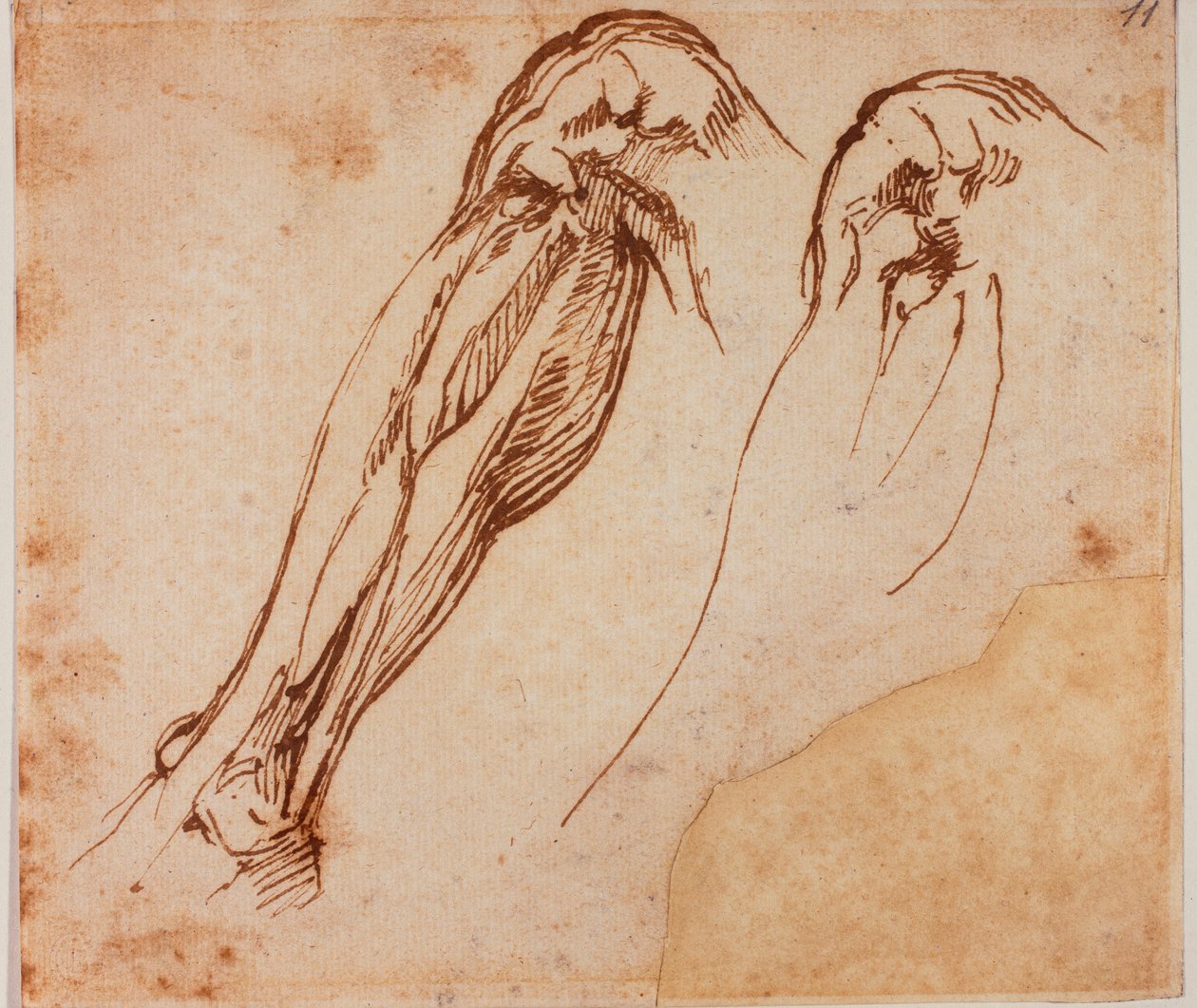 Dvě studie nohou od Michelangelo Buonarroti