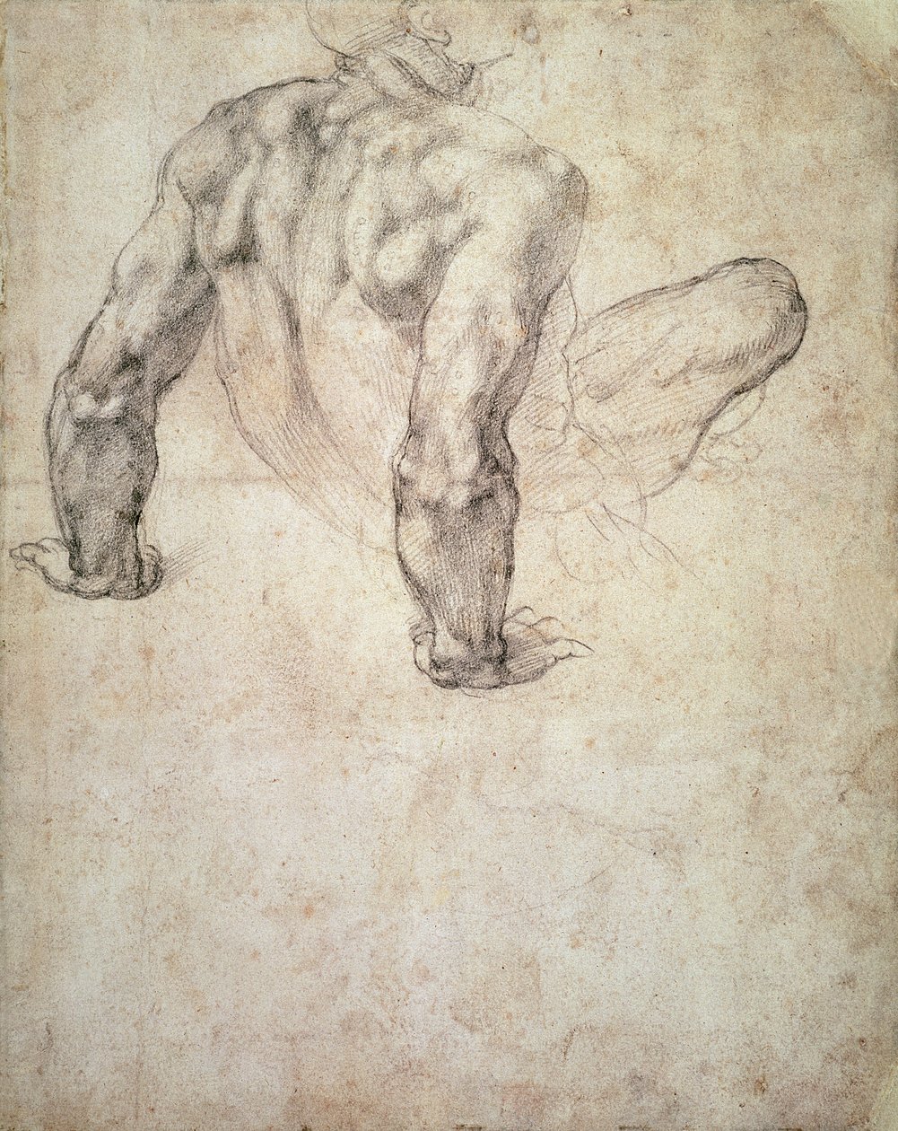 W.63r Studie mužského aktu, opírajícího se o ruce od Michelangelo Buonarroti