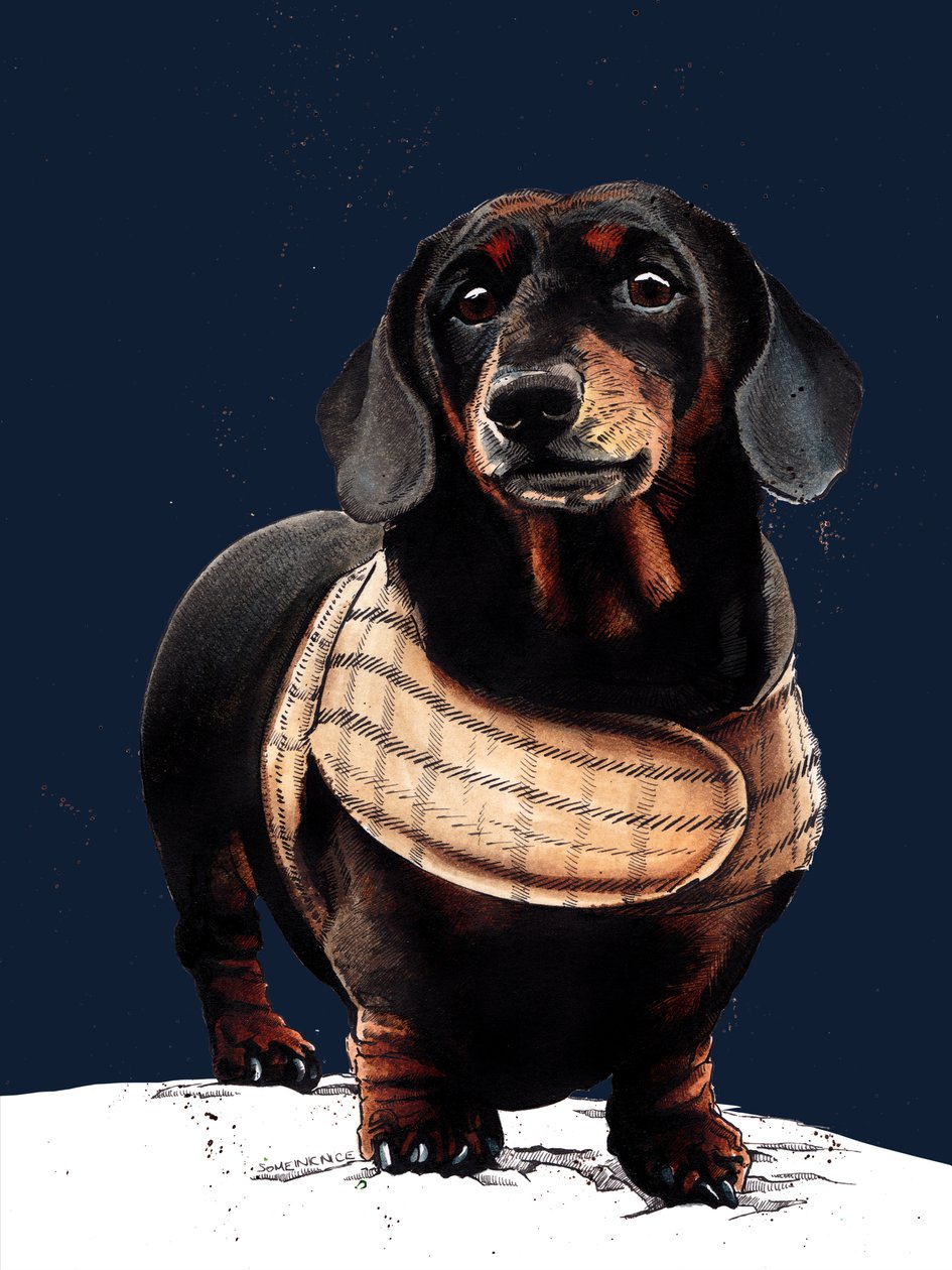 Arthur The Dachshund on Midnight Blue, 2020 od Mike Davis