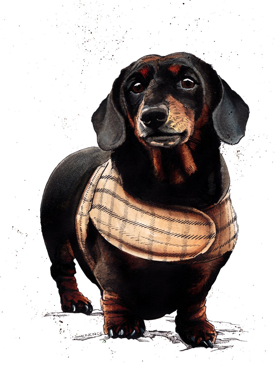 Arthur The Dachshund on White, 2019 od Mike Davis