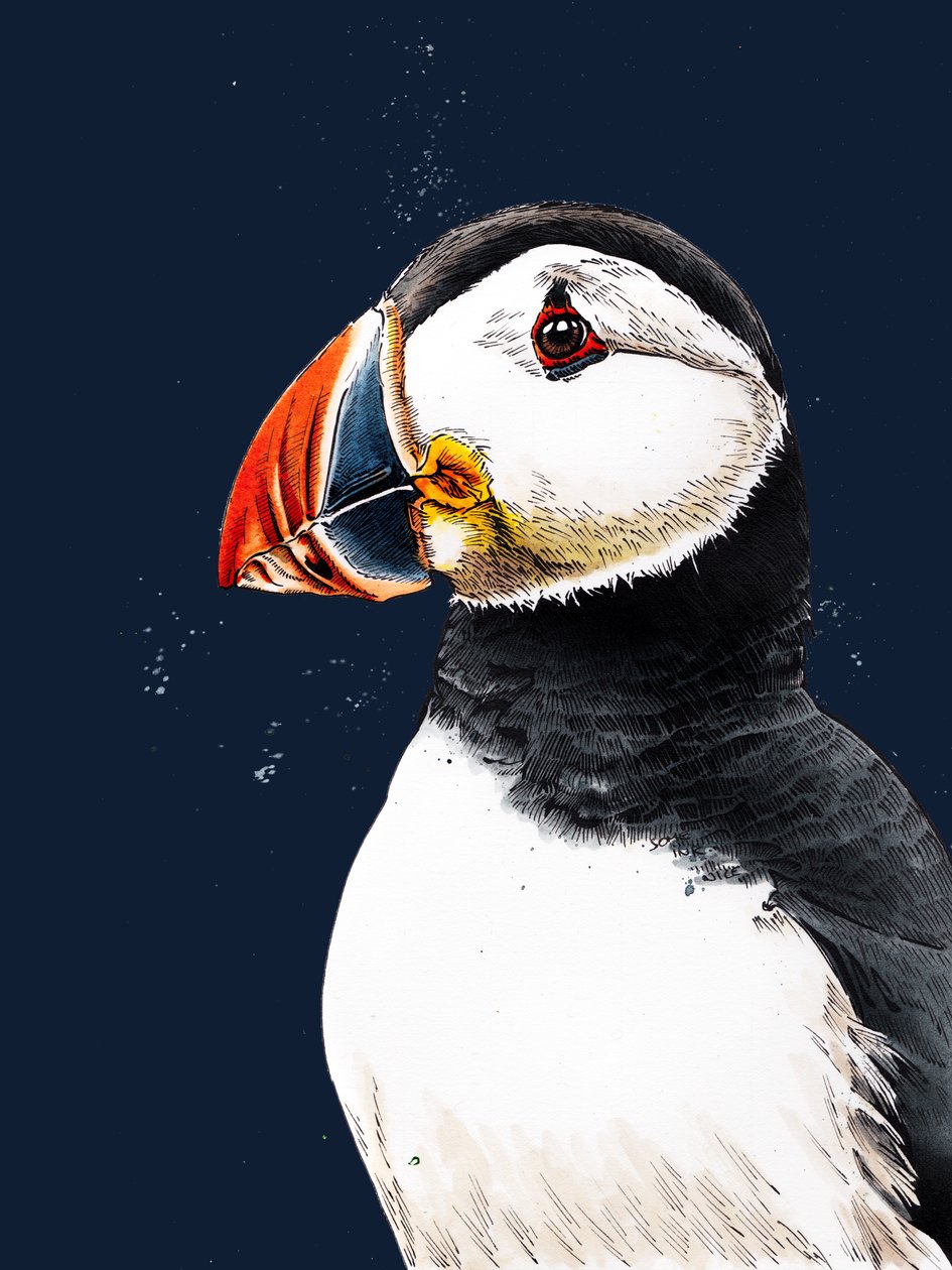 Clive The Puffin na Midnight Blue, 2020 od Mike Davis