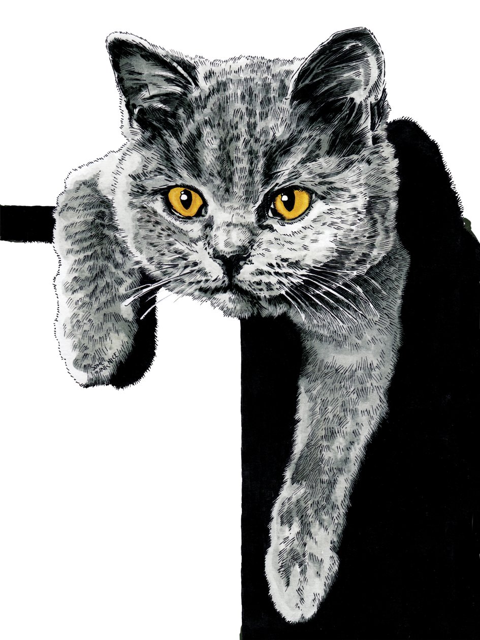 Flora The Kitten on White, 2019 od Mike Davis