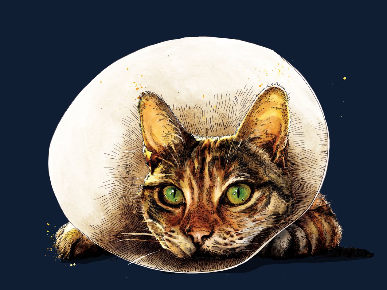 Get Well Cat on Midnight Blue, 2020 od Mike Davis