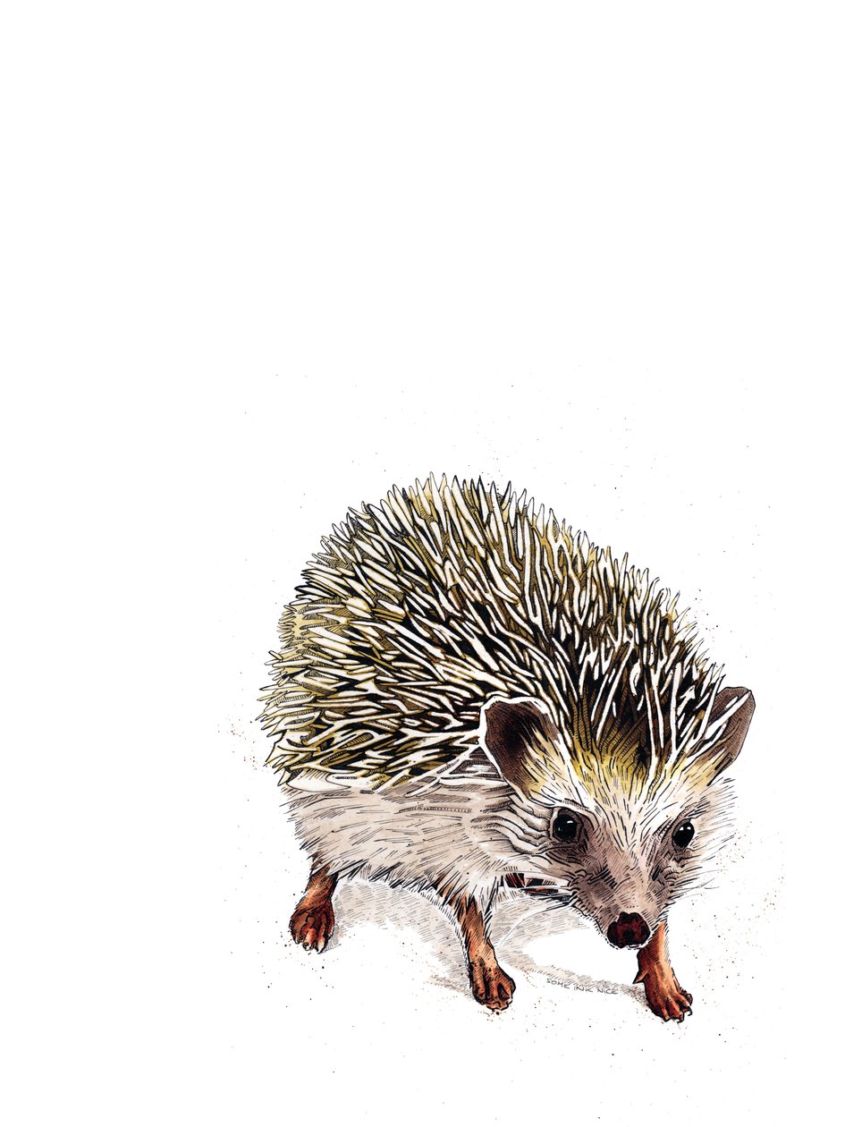 Kimchi The Hedgehog on White, 2019 od Mike Davis
