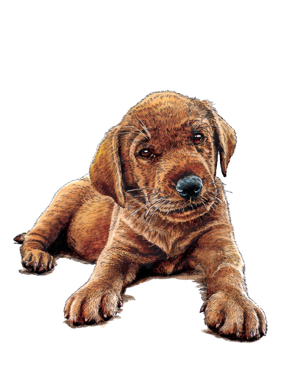 Marge The Puppy on White, 2021 od Mike Davis