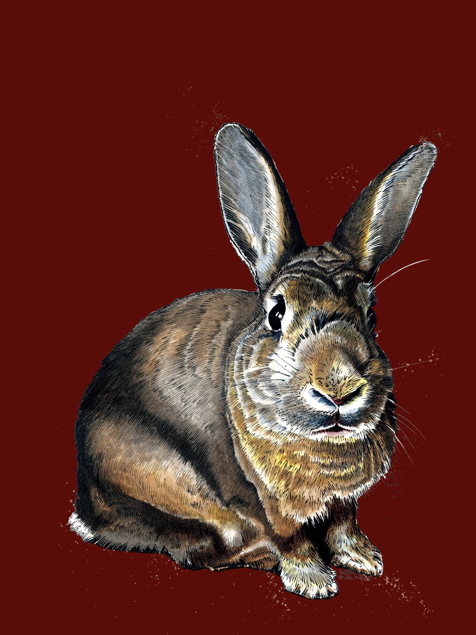 Meg The Bunny na Red Oxide, 2020 od Mike Davis