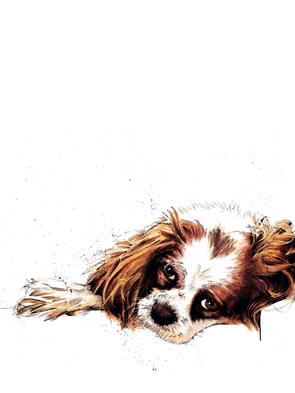 Meg The Spaniel on White, 2020 od Mike Davis