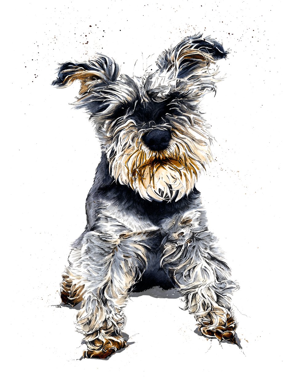 Ollie The Schnauzer on White, 2019 od Mike Davis