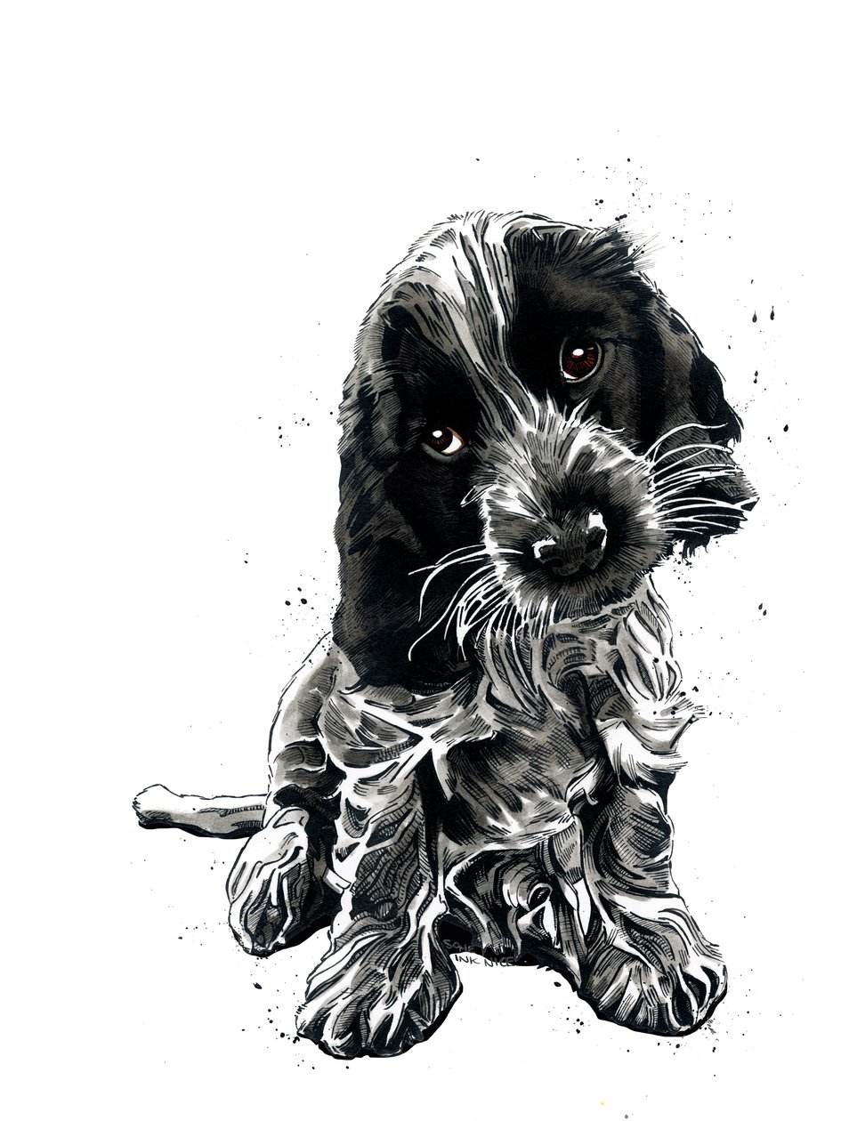 Rosie The Cocker Spaniel on White, 2019 od Mike Davis