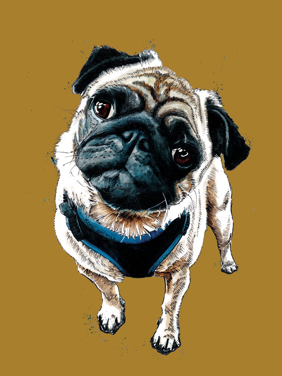 Teddy The Pug on Golden Yellow, 2020 od Mike Davis