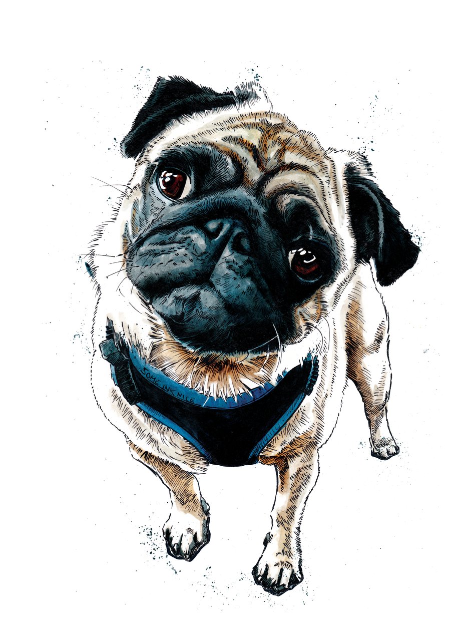 Teddy The Pug on White, 2019 od Mike Davis