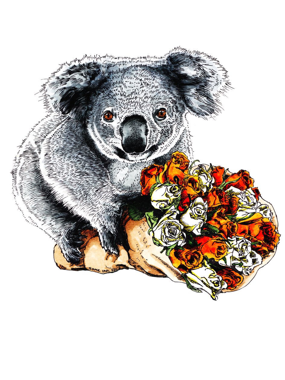 Díky Koala on White, 2020 od Mike Davis