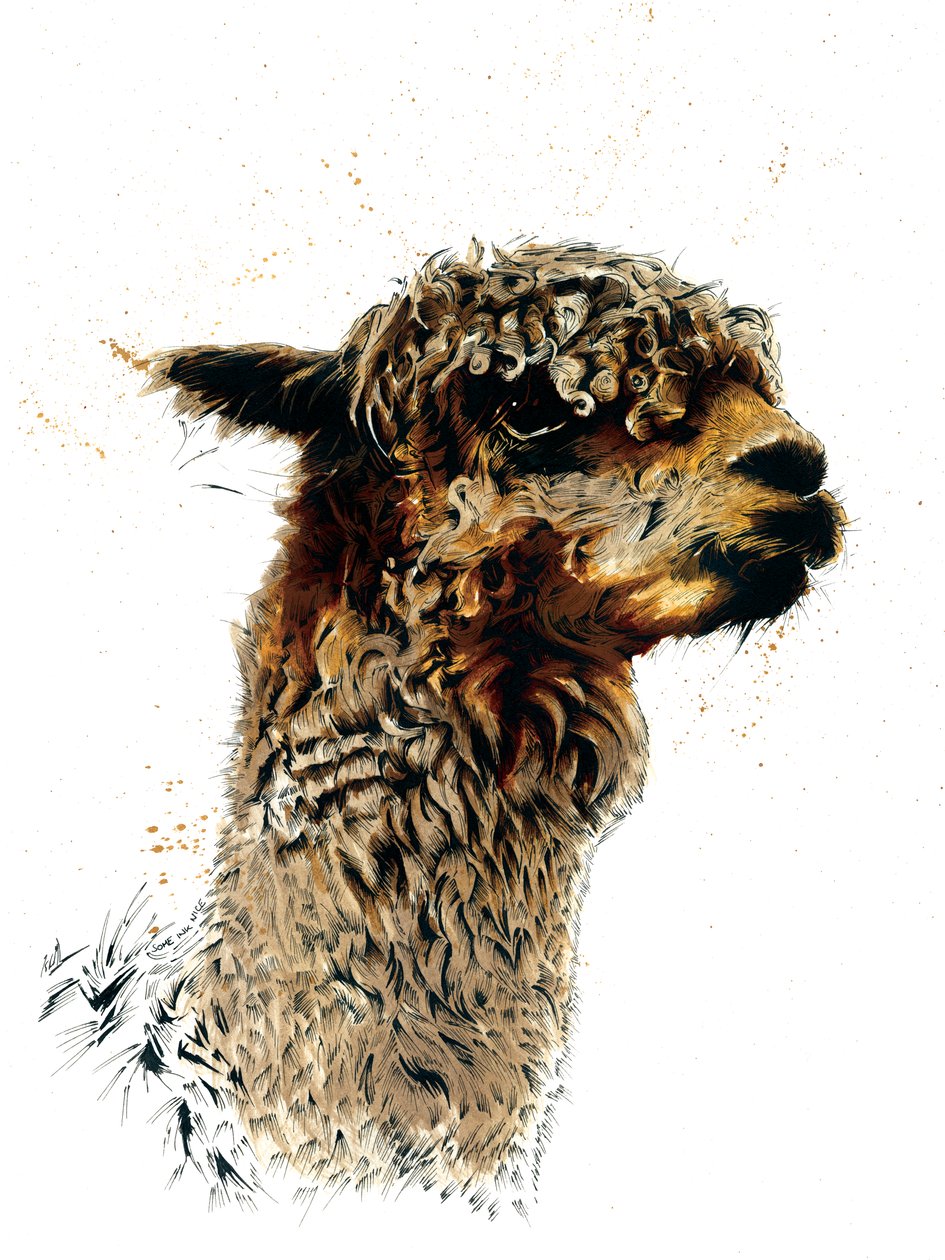 Alpaka na bílém, 2019 od Mike Davis