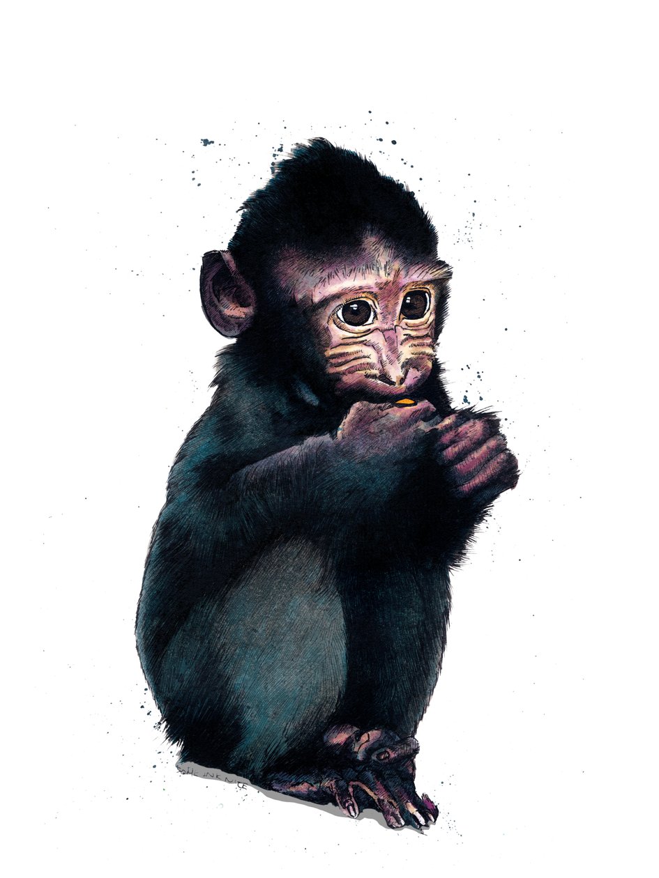 The Baby Macaque on White, 2020 od Mike Davis