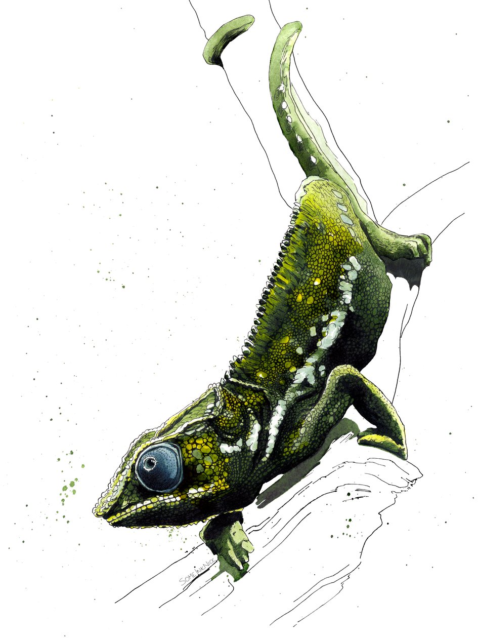 Chameleon na bílém, 2019 od Mike Davis