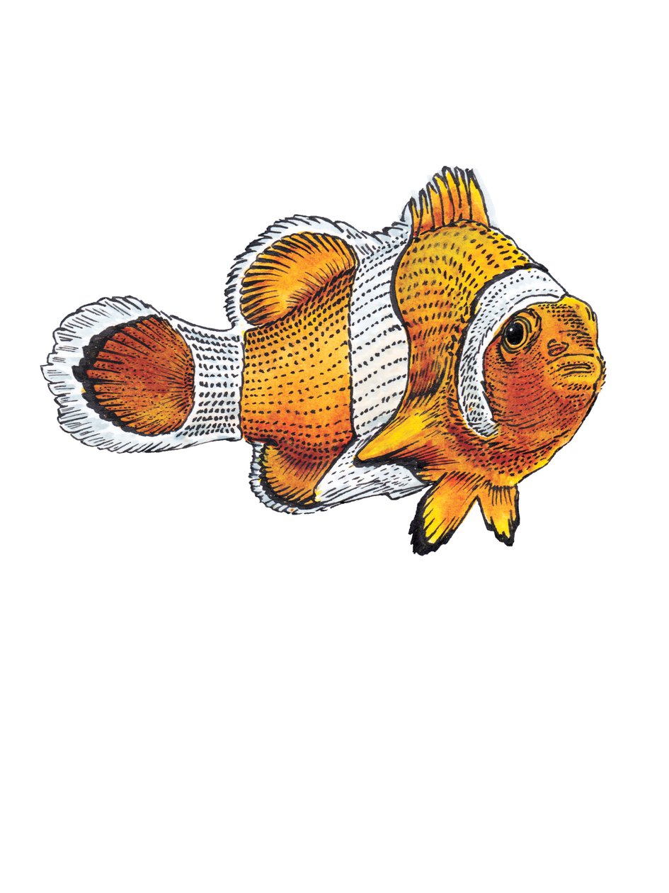 Clownfish on White, 2022 od Mike Davis