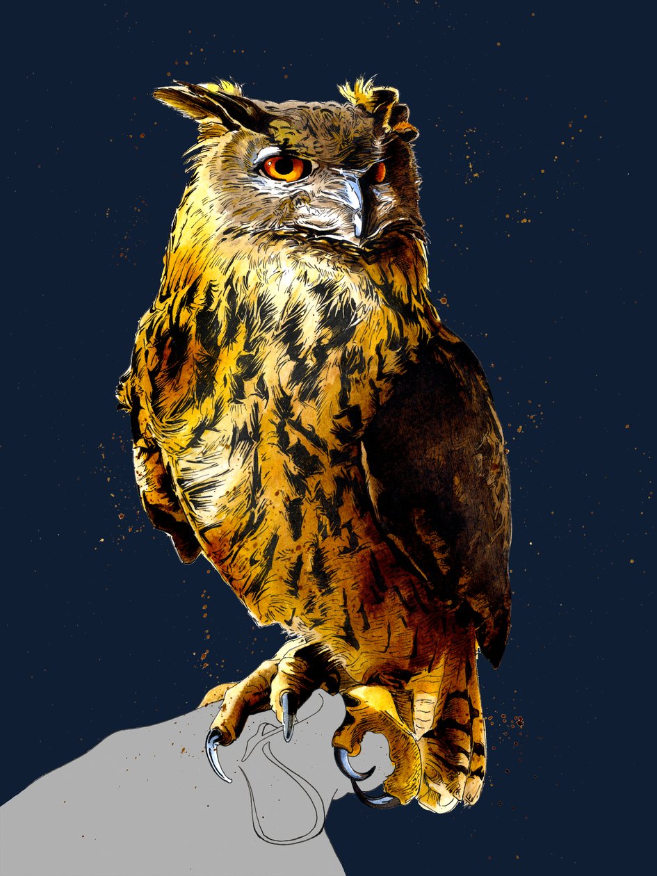 Eagle Owl on Midnight Blue, 2020 od Mike Davis