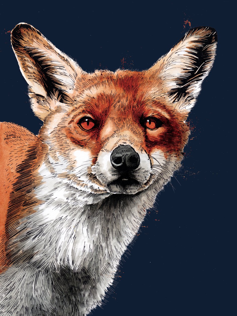 The Fox on Midnight Blue, 2020 od Mike Davis