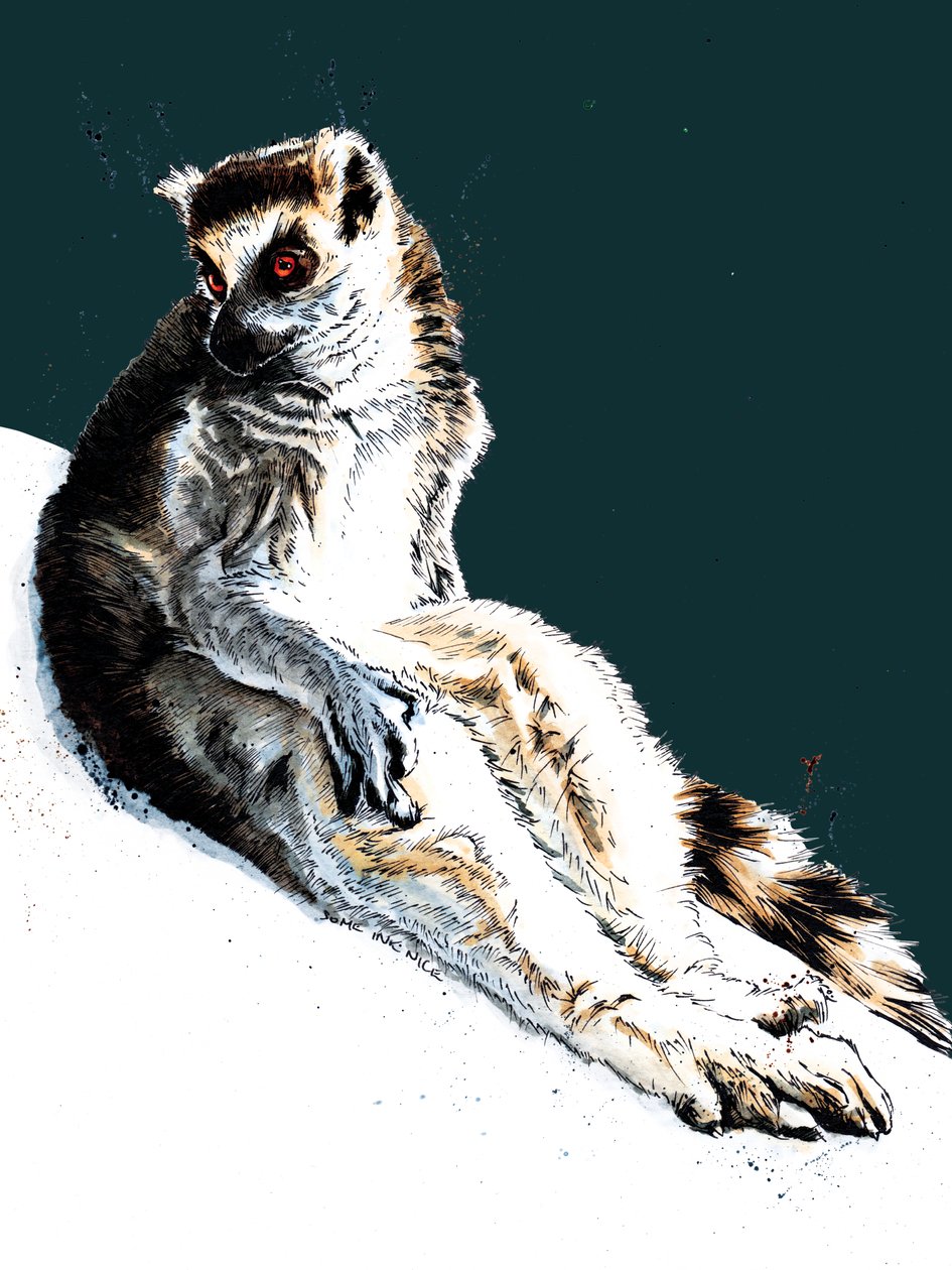 Líný lemur na půlnoční modré, 2020 od Mike Davis
