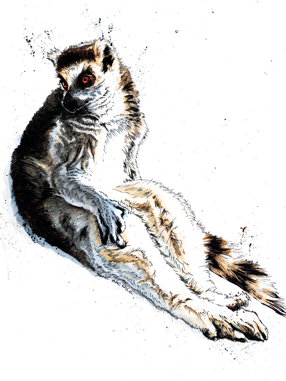 Líný lemur na bílém, 2020 od Mike Davis