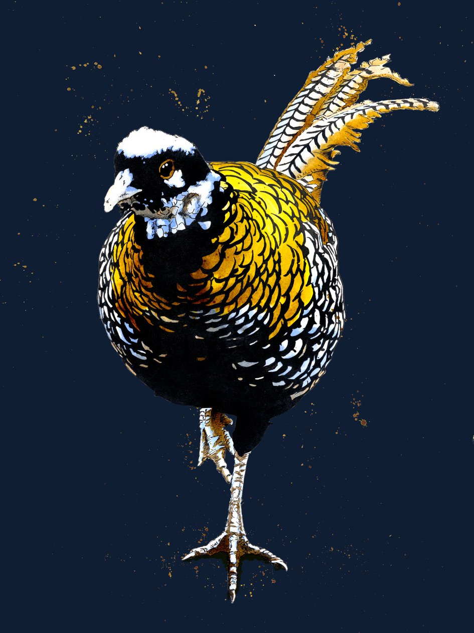 The Reeves Pheasant on Midnight Blue, 2020 od Mike Davis