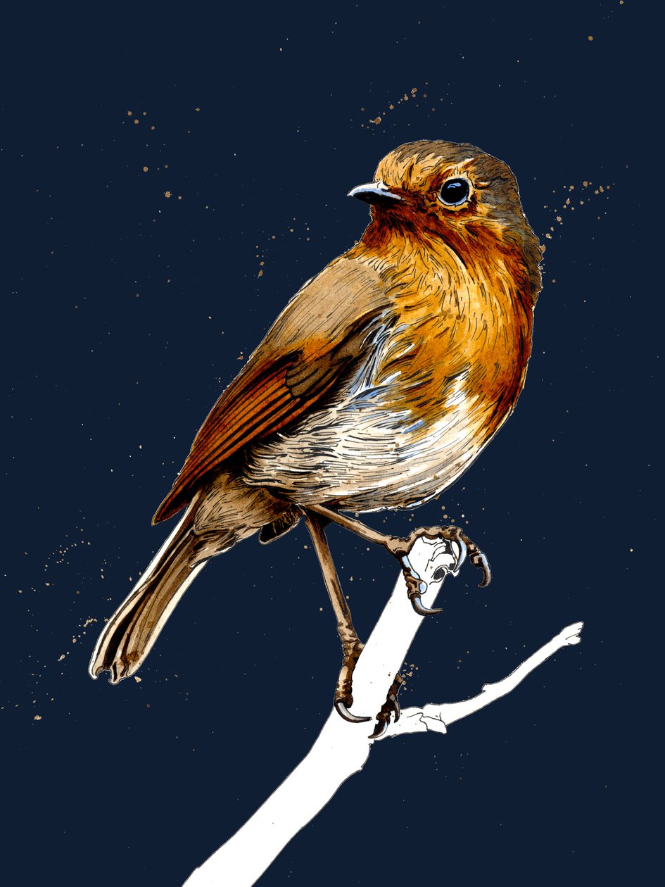 The Robin on Midnight Blue, 2020 od Mike Davis
