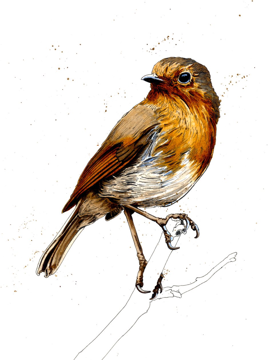 The Robin on White, 2019 od Mike Davis