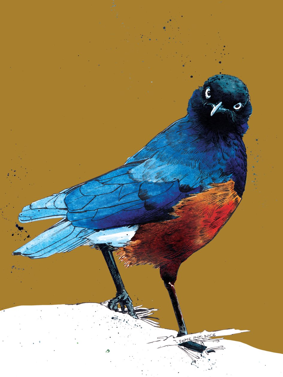 The Superb Starling on Golden Yellow, 2020 od Mike Davis