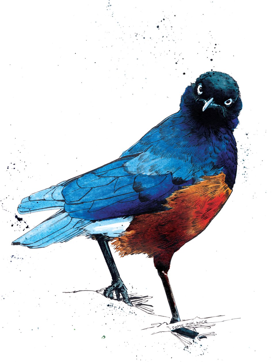The Superb Starling on White, 2020 od Mike Davis